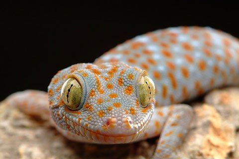 Tắc Kè (Genus Gecko)