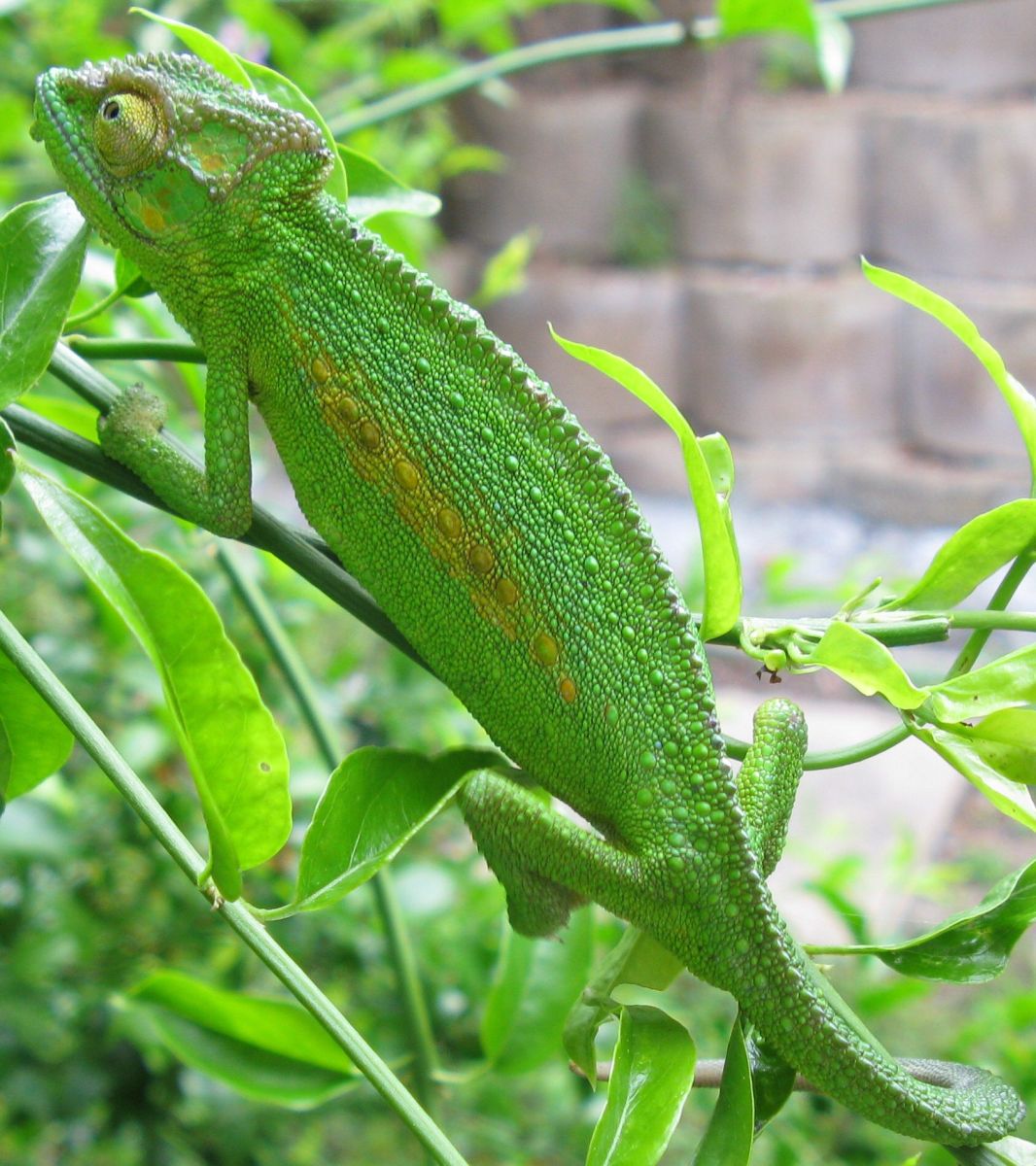 tắc kè hoa