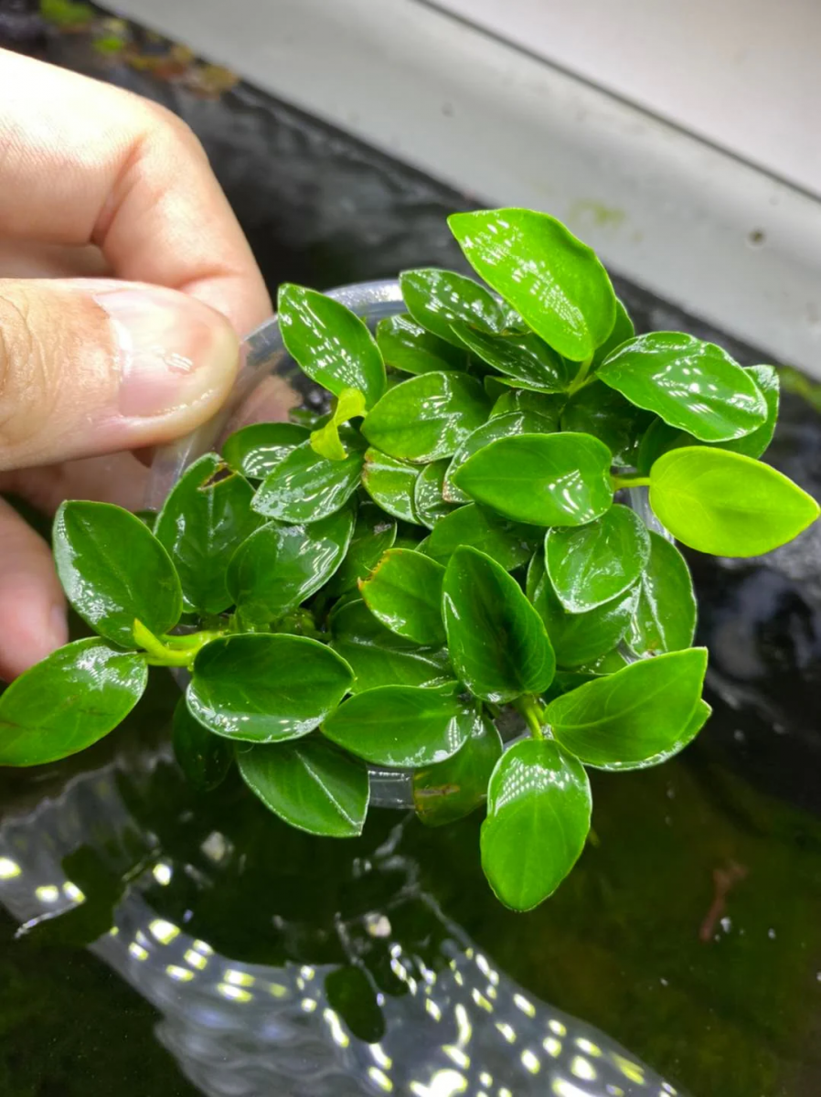 Trầu Bà Nana Japan