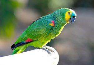 vẹt Blue Fronted Amazon