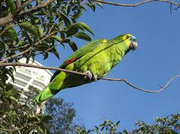 vẹt Blue Fronted Amazon