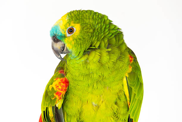 vẹt Blue Fronted Amazon