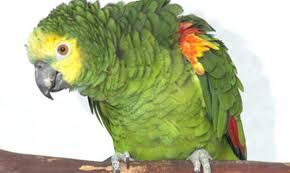 vẹt Blue Fronted Amazon