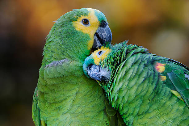 vẹt Blue Fronted Amazon