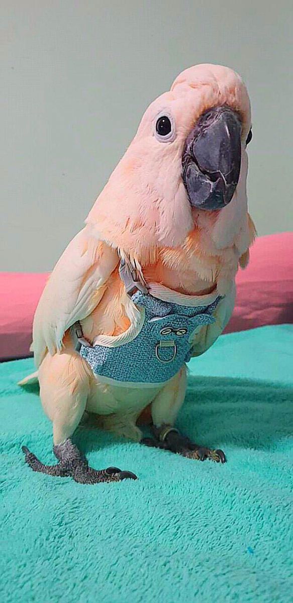 Vẹt Moluccan Cockatoo 