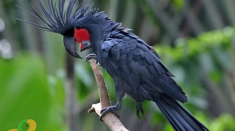 vẹt Palm Cockatoo