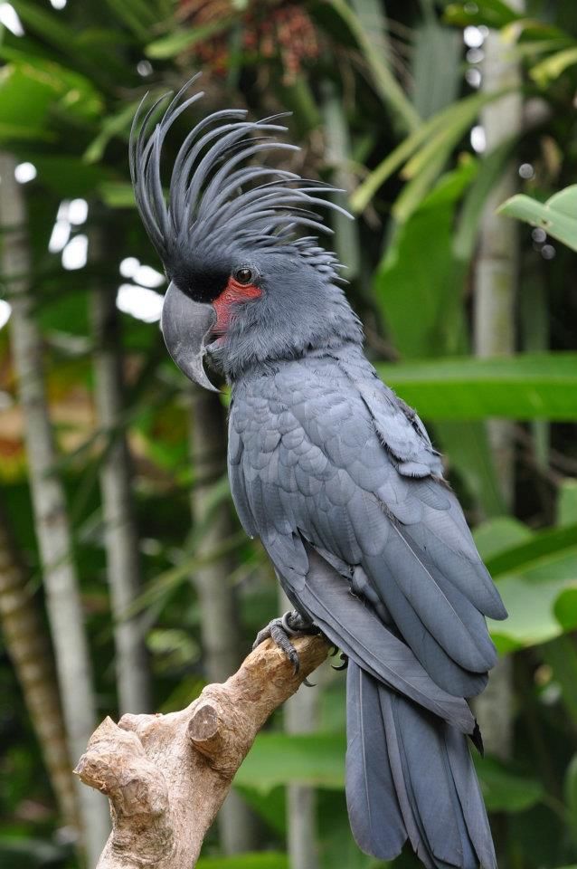 vẹt Palm Cockatoo