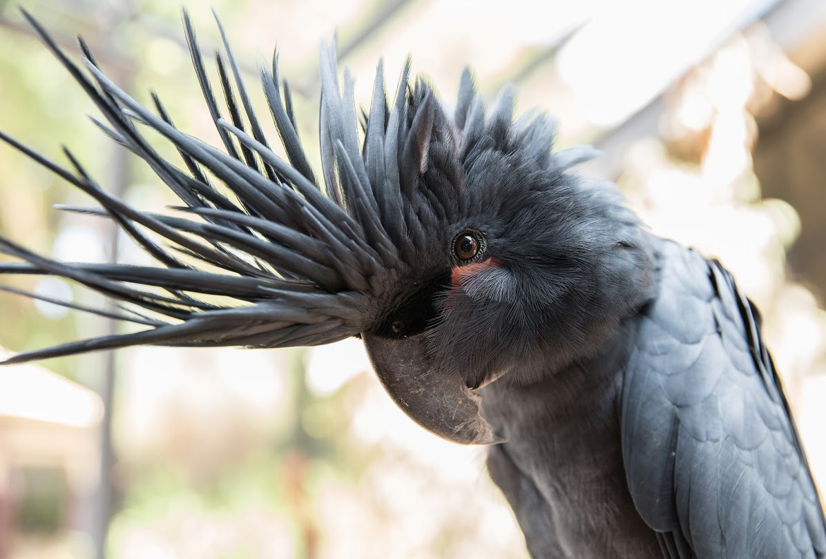 Vẹt Palm Cockatoo 