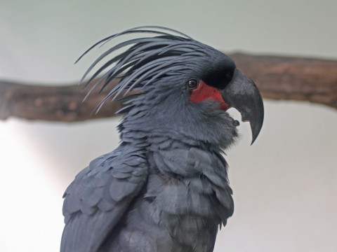 vẹt Palm Cockatoo