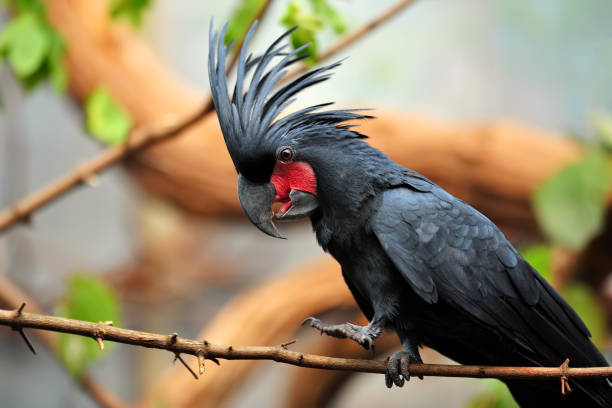 Vẹt Palm Cockatoo 