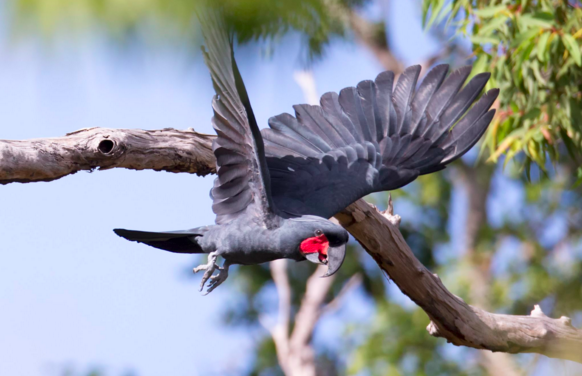 Vẹt Palm Cockatoo 