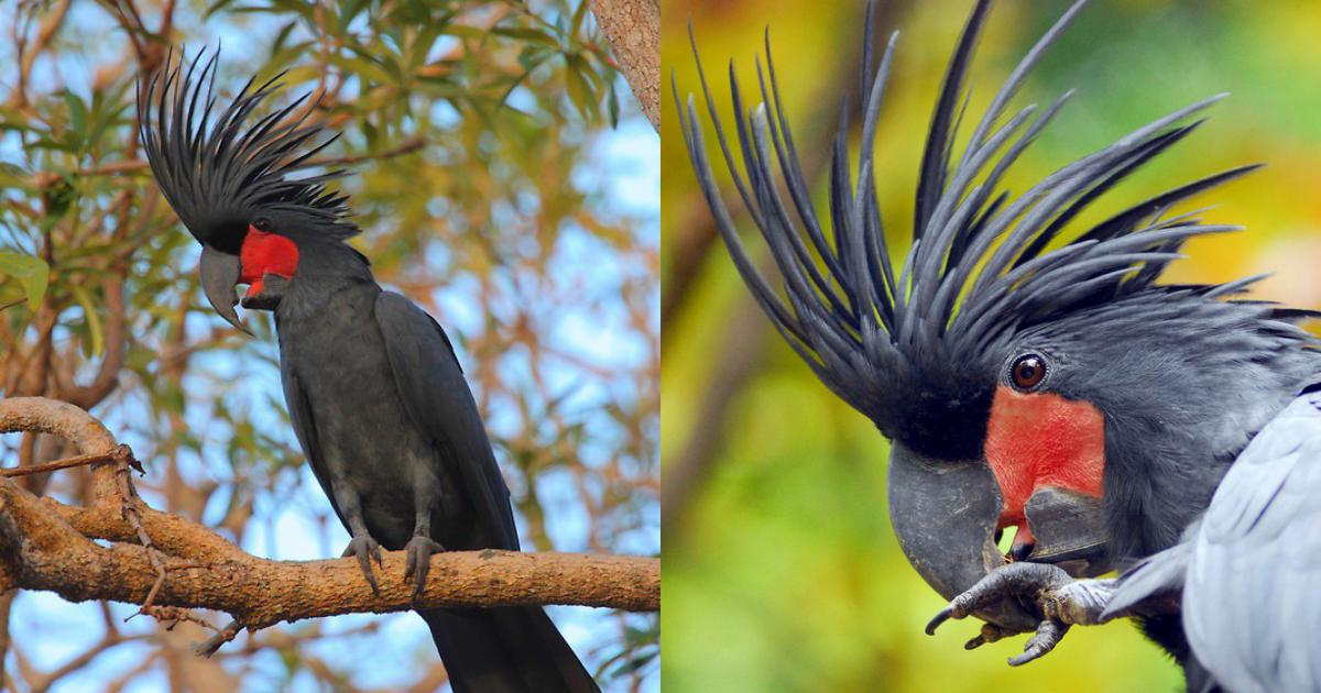 Vẹt Palm CocKatoo - loài vẹt có mào đẹp nhất thế giới