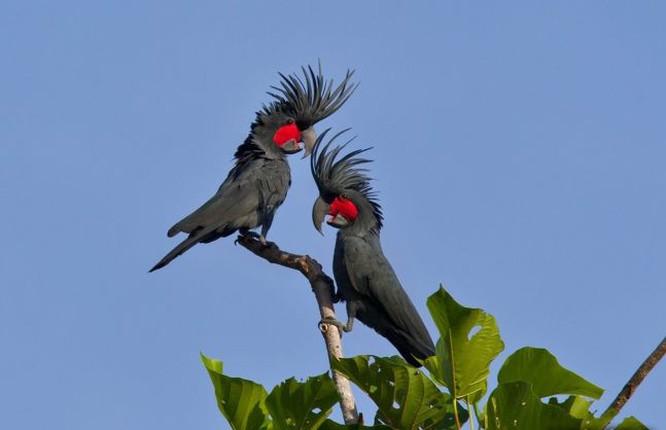 Vẹt Palm Cockatoo 