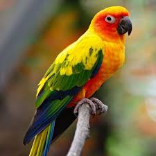 vẹt Sun Conure