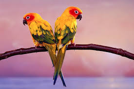 vẹt Sun Conure