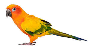 vẹt Sun Conure