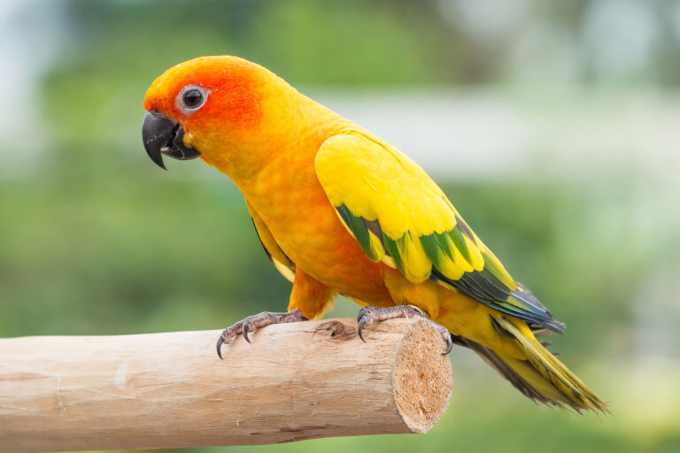 vẹt Sun Conure