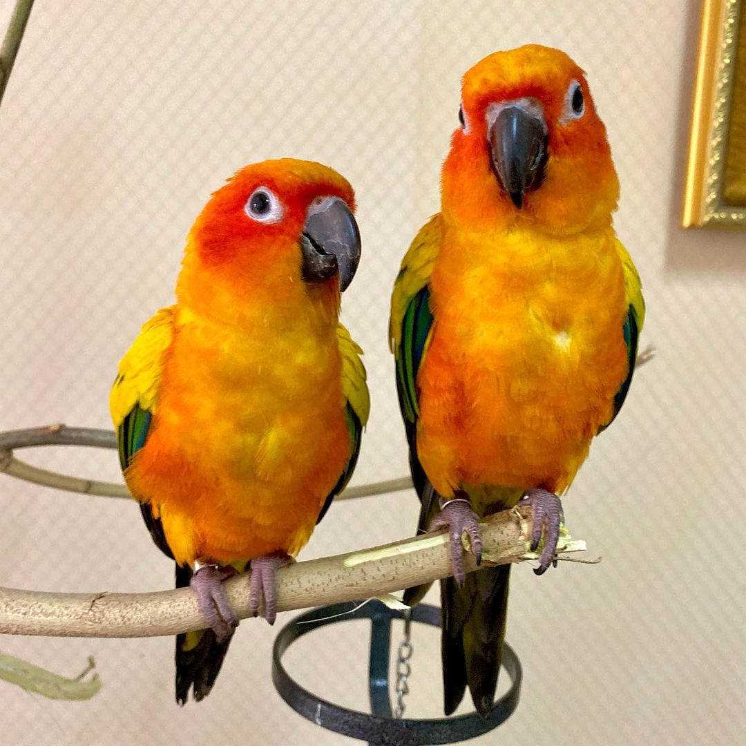 vẹt Sun Conure