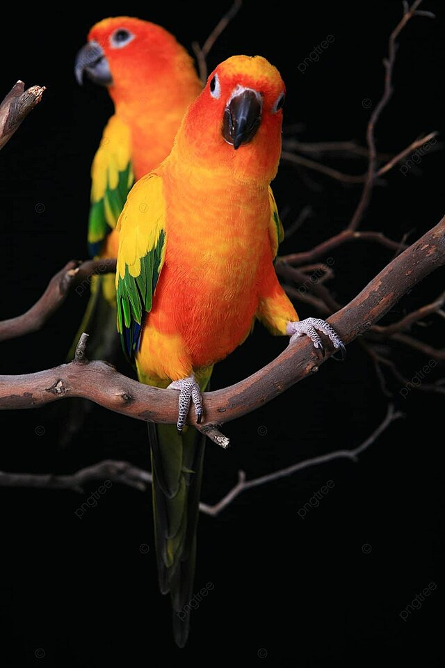 vẹt Sun Conure