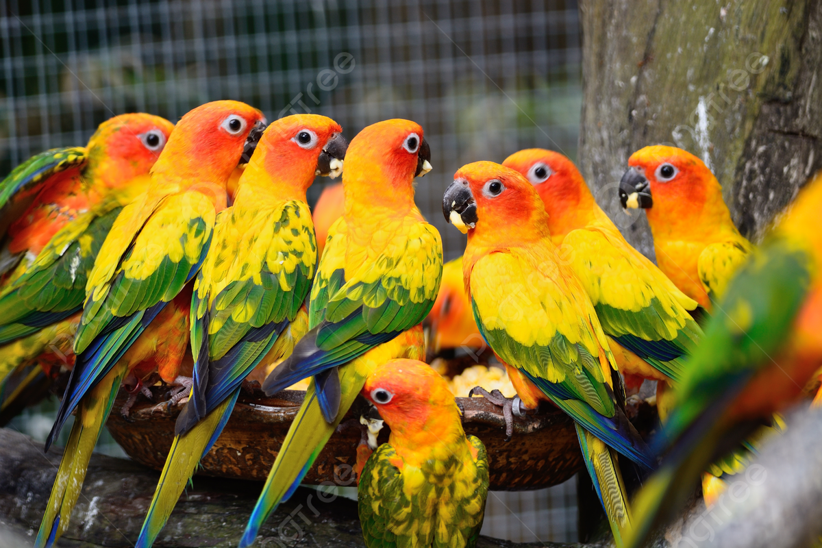 vẹt Sun Conure